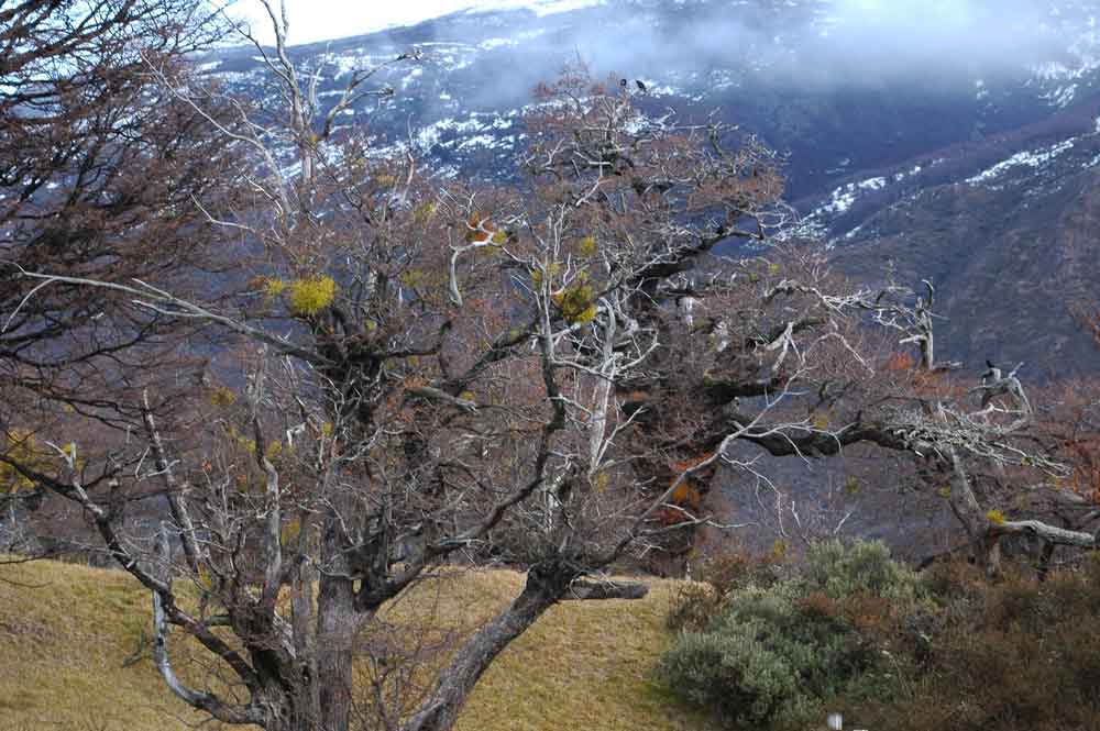 21 - Chile - parque nacional Torres del Paine